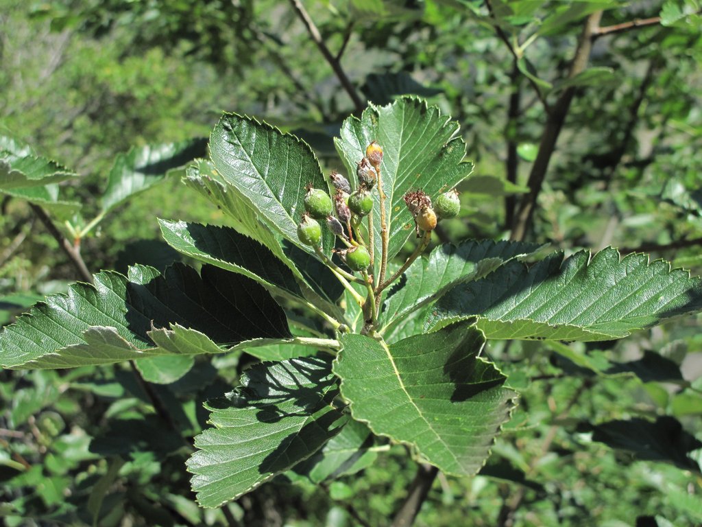 Sorbus mougeotii